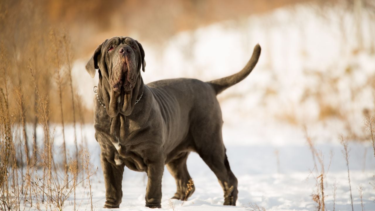 Napoli Mastifi (Neapolitan Mastiff)