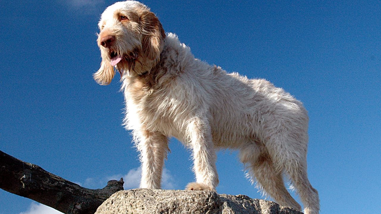 Spinone Italiano