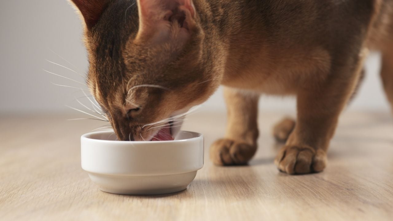 kedi bir şeyler yiyor