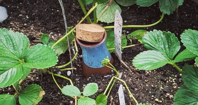The Timeless Elegance of Terracotta Watering Systems: A Sustainable Solution for Your Garden
