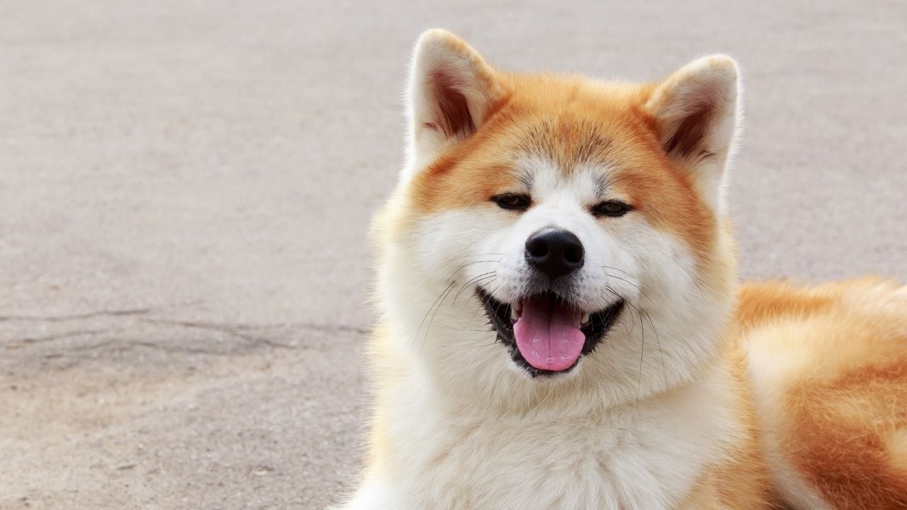 Akita