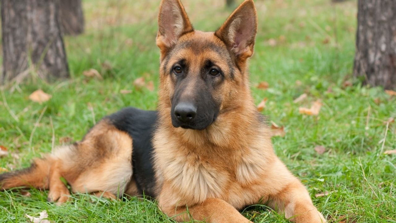 Alman Çoban Köpeği