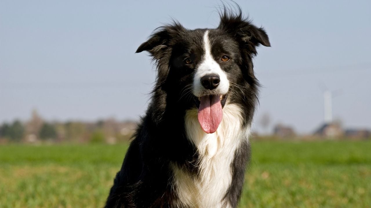 Border Collie