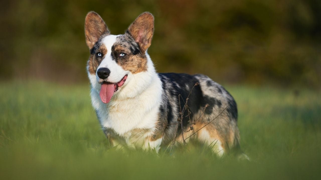 Cardigan Welsh Corgi