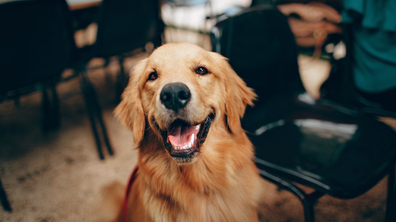 Golden Retriever