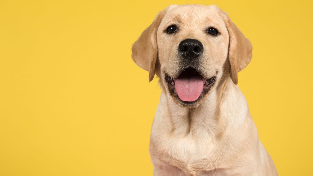 Labrador Retriever