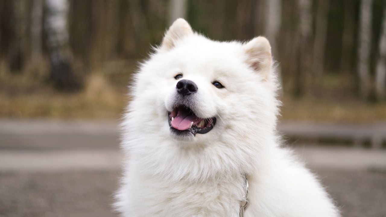 Samoyed