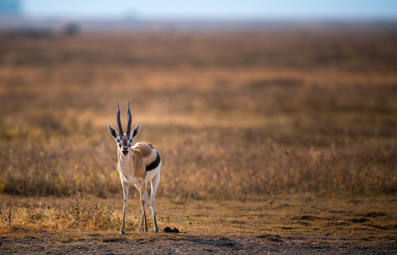 Gir National Park Tour: An Ultimate Guide to Explore the Wild