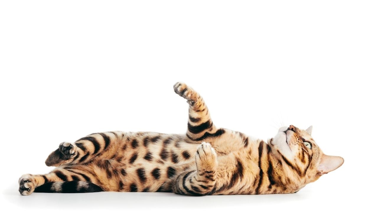 Bengal Kedisi