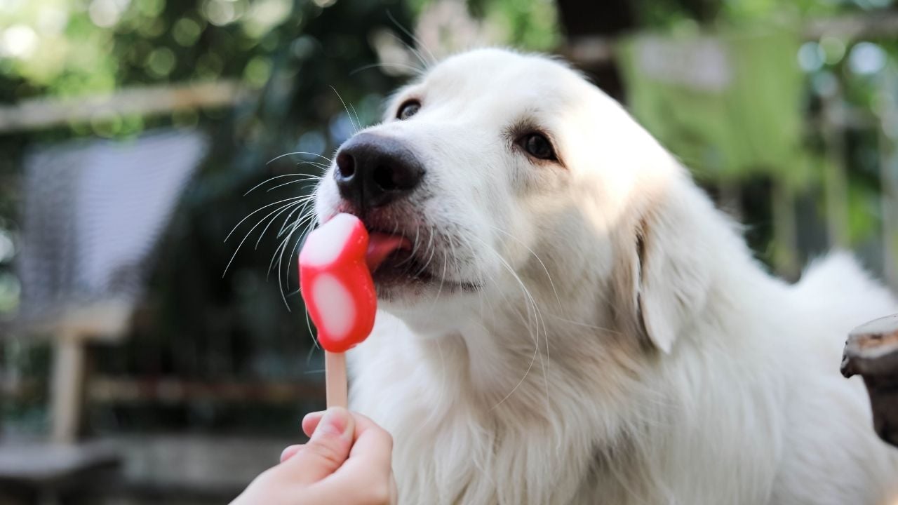 köpek dondurma yalıyor