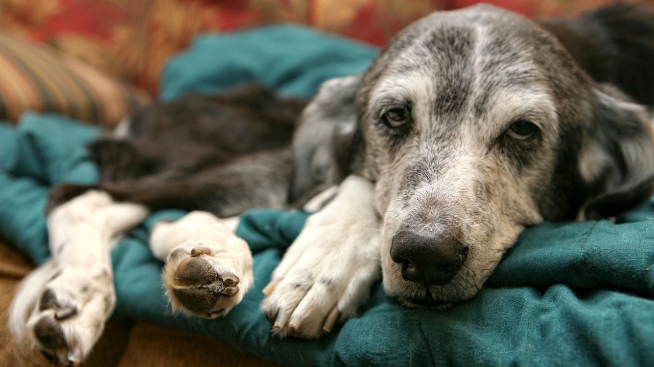hasta bir köpek
