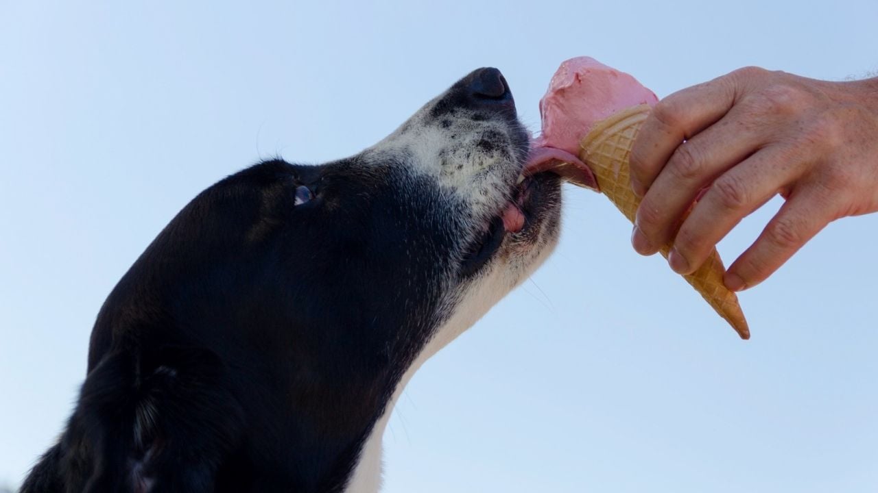 köpek dondurma yiyor