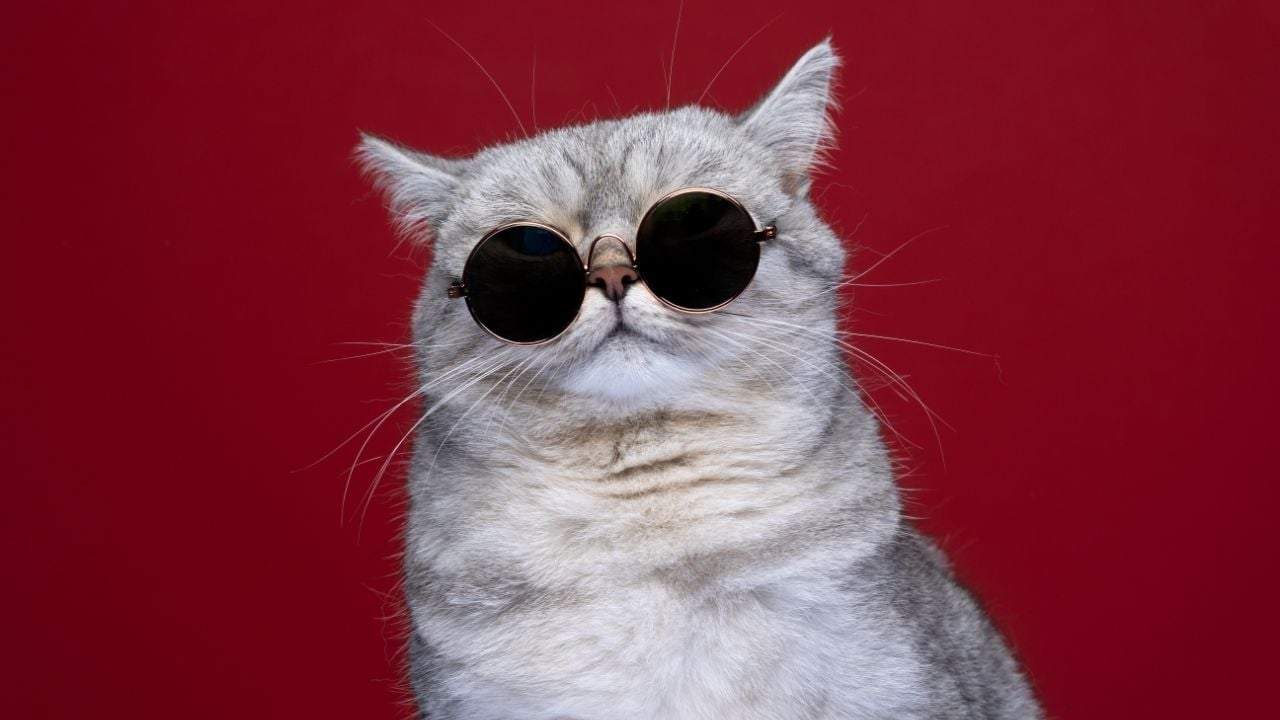 güneş gözlüklü bir kedi