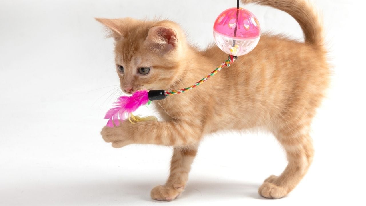 sarman kedi pembe tüylü oyuncakla oynuyor