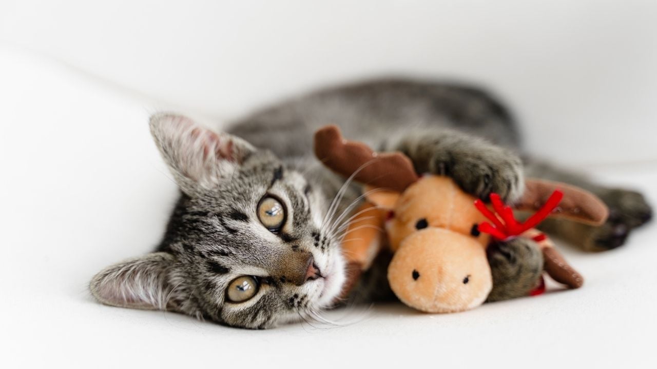 tekir kedi oyuncağına sarılıyor