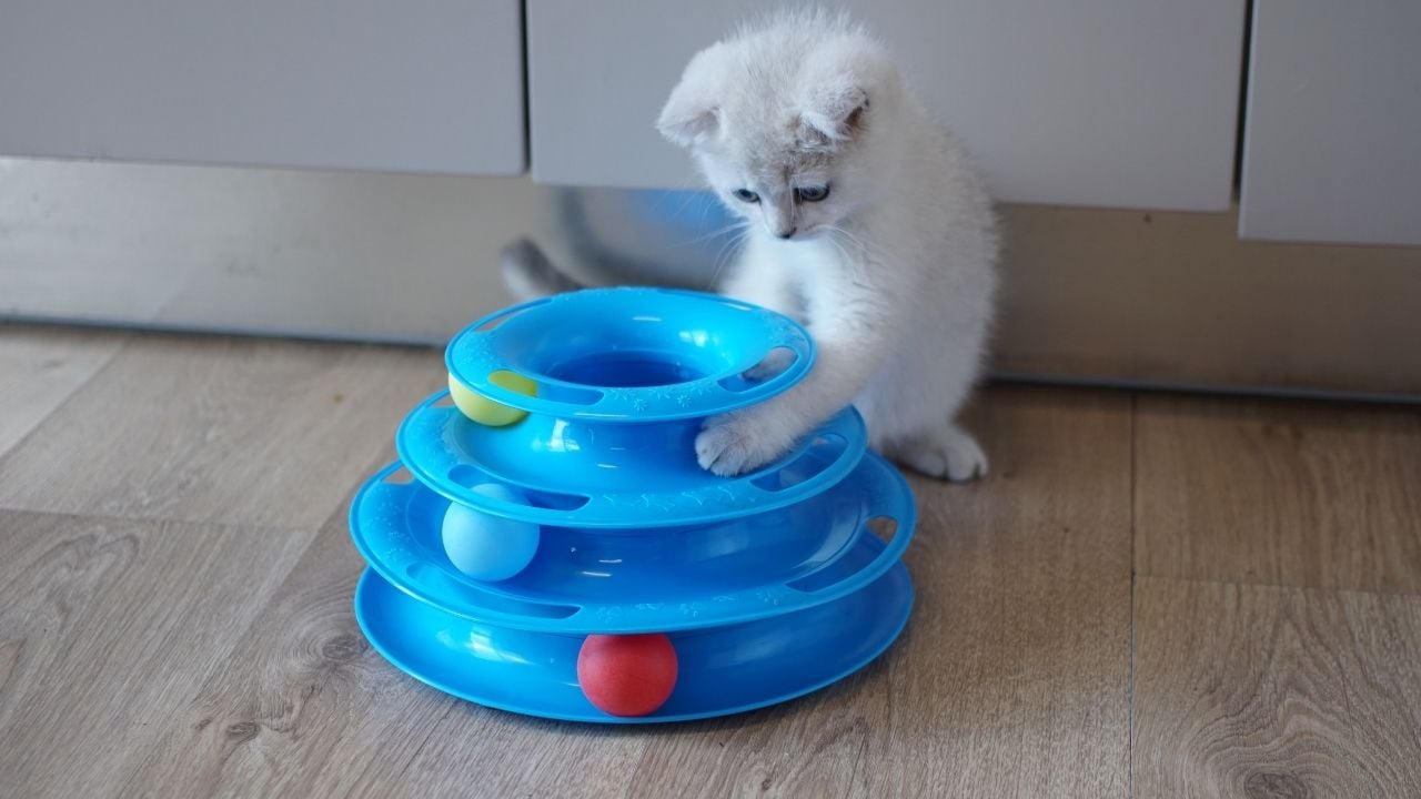 kedi mavi bir oyuncakla oynuyor