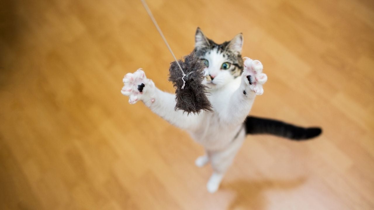 kedi oyuncağına zıplıyor