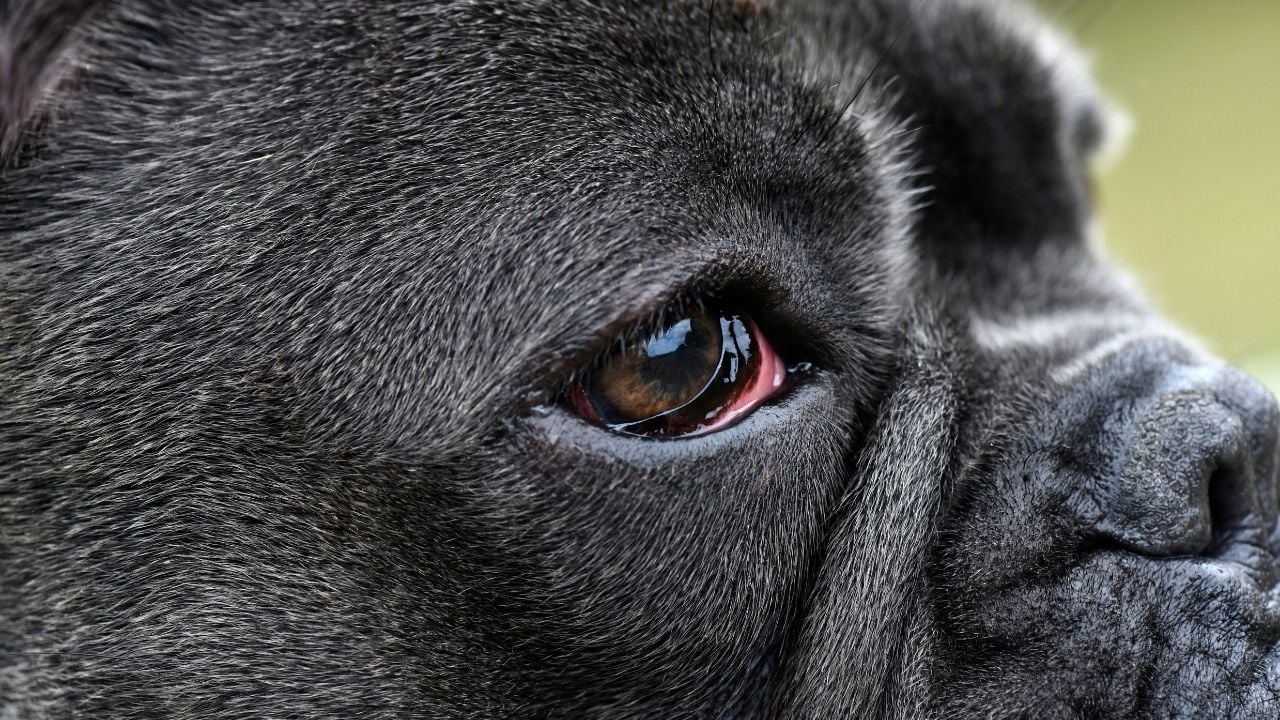 kırmızı bir köpek gözü
