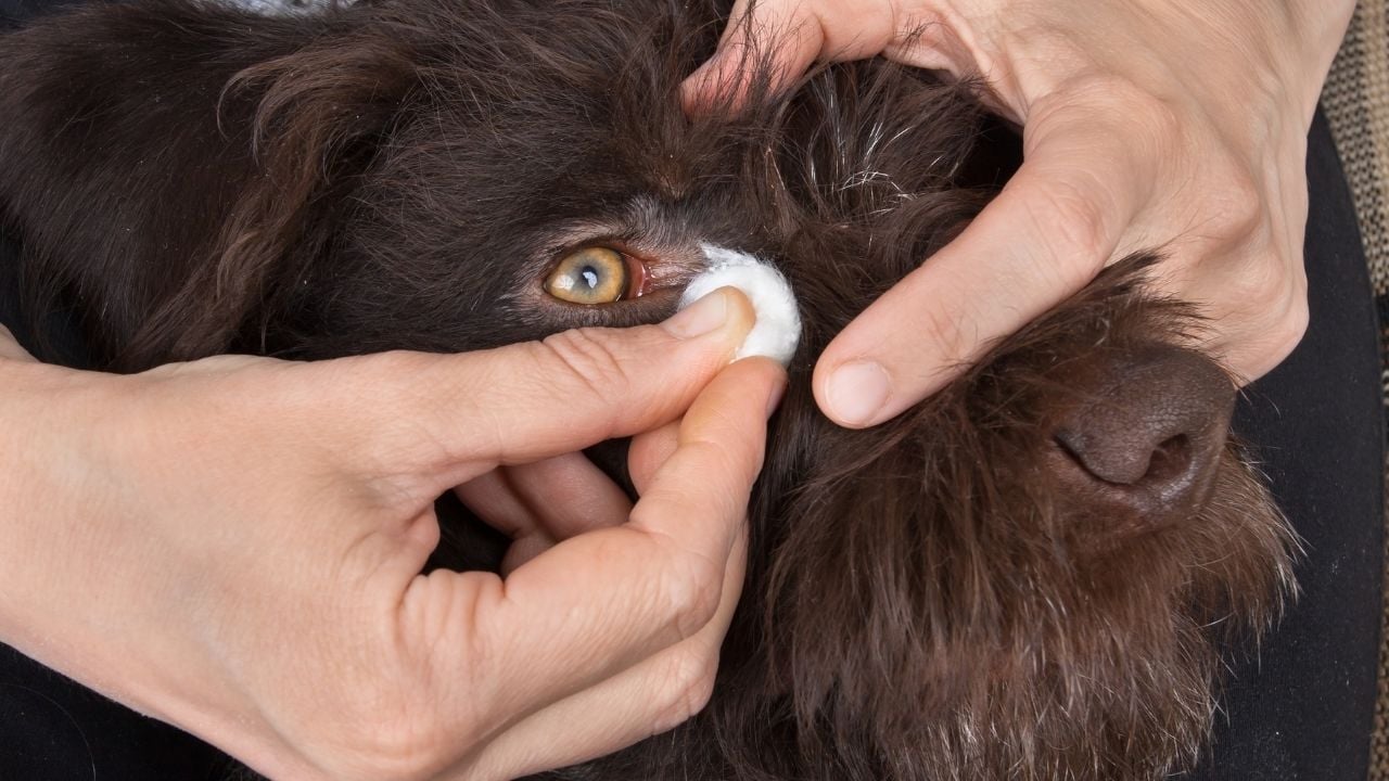 gözleri kızarmış bir köpek