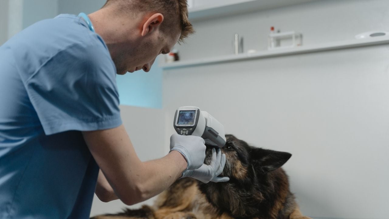 veteriner köpeğin gözlerine bakıyor