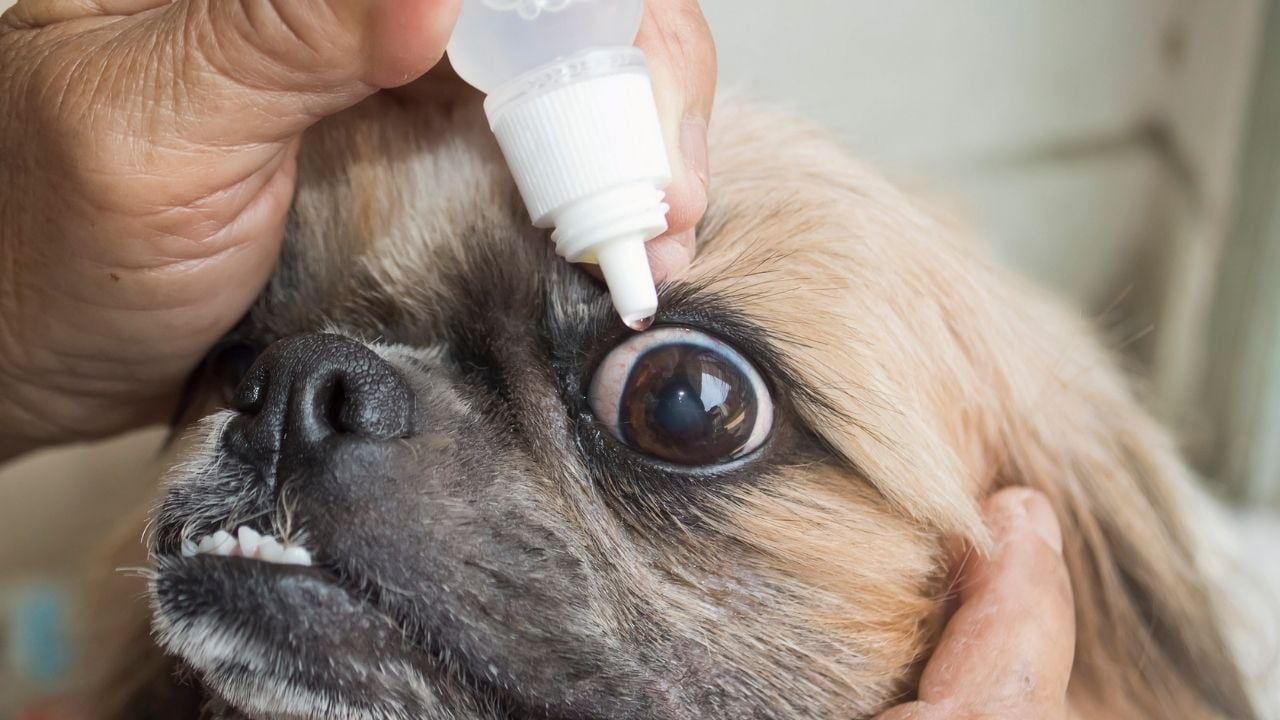 köpeğin gözüne damla damlatılıyor