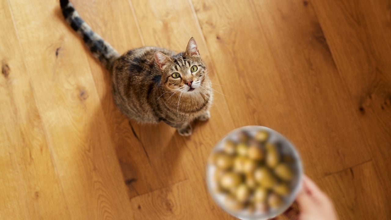 kedi zeytin tabağına bakıyor