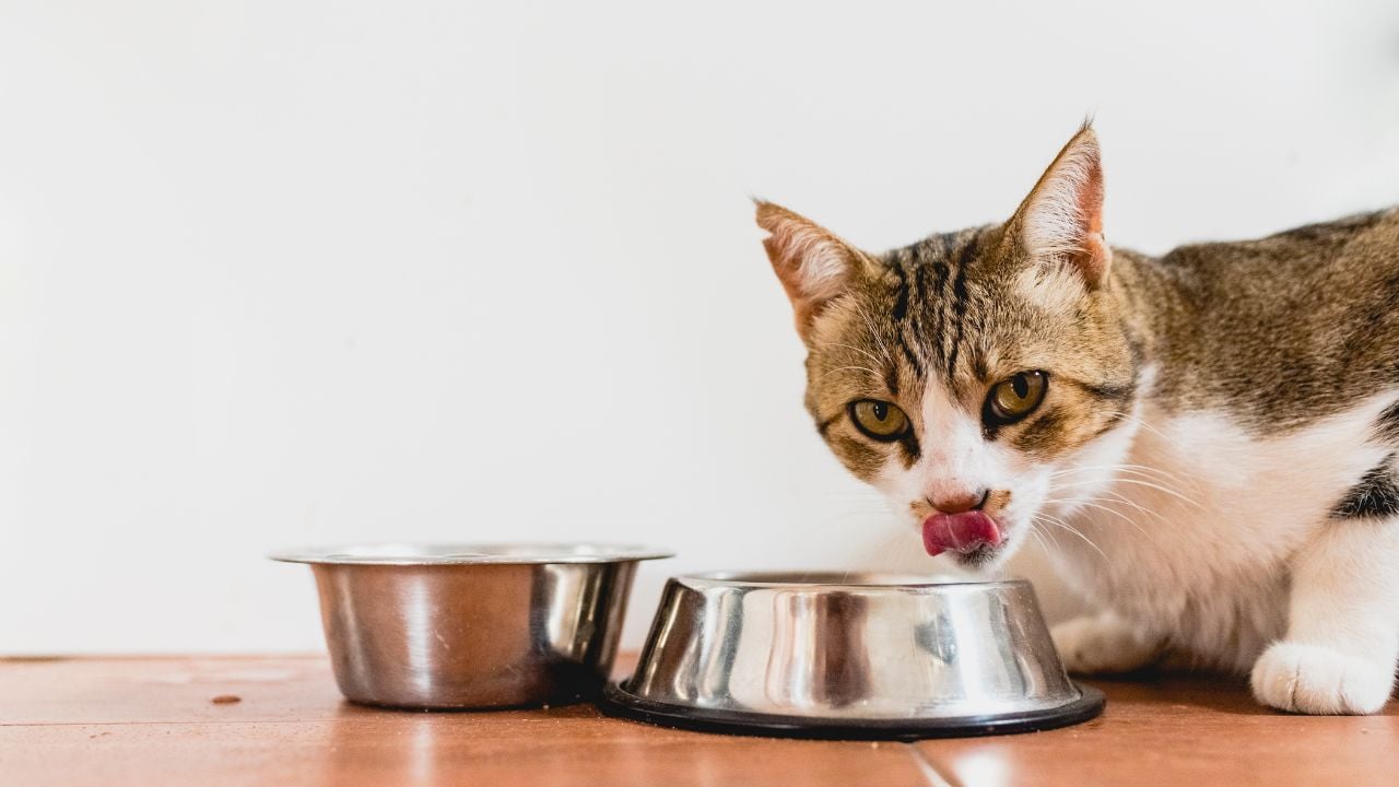 yalanan kedi