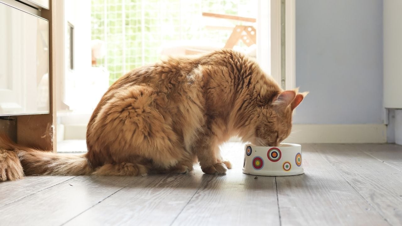 kedi mama kabından zeytin yiyor