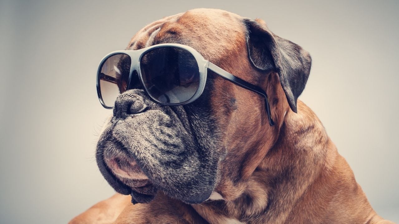 güneş gözlüğü takan köpek