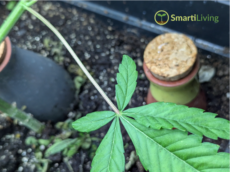 The Ultimate Guide to Self-Watering Systems: Keep Your Plants Thriving Effortlessly