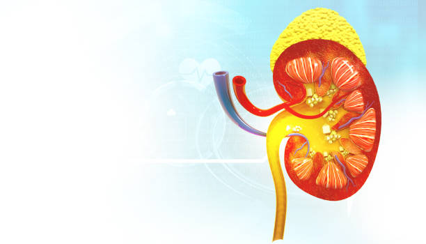 Expert Kidney Stone Specialist in Salem: Comprehensive Diagnosis and Treatment at VIMS
