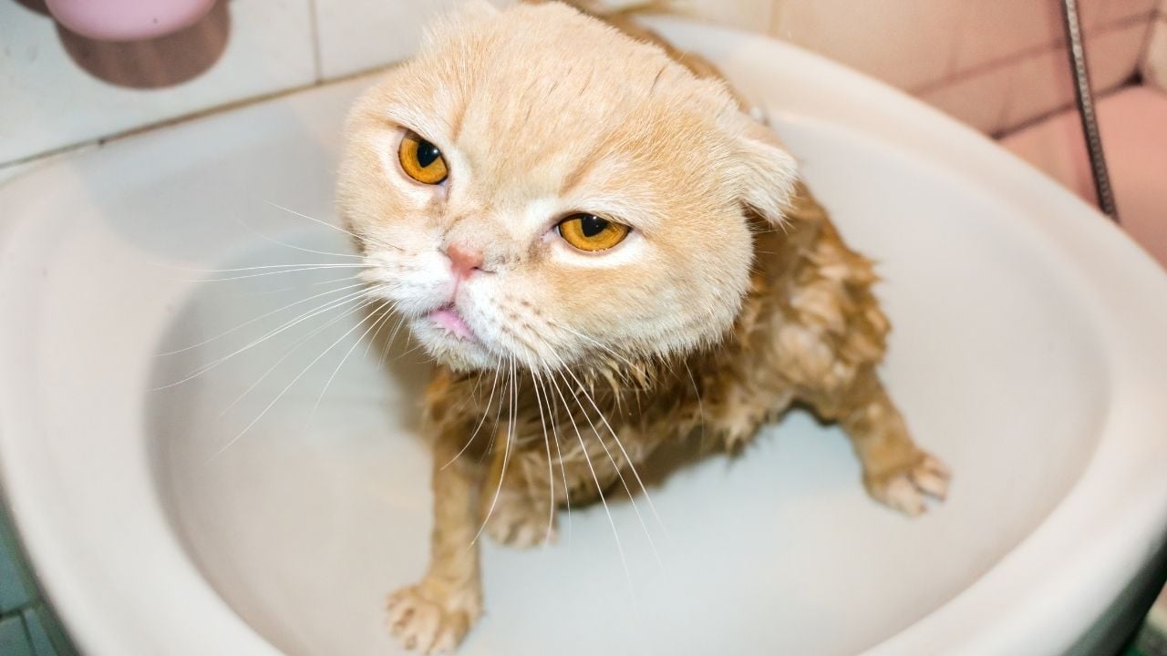 yıkanmış bir kedi
