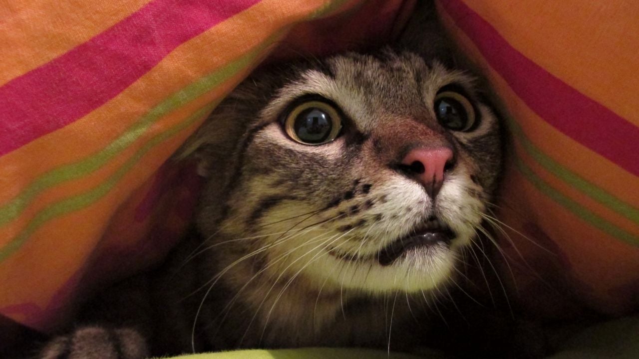 korkmuş bir kedi
