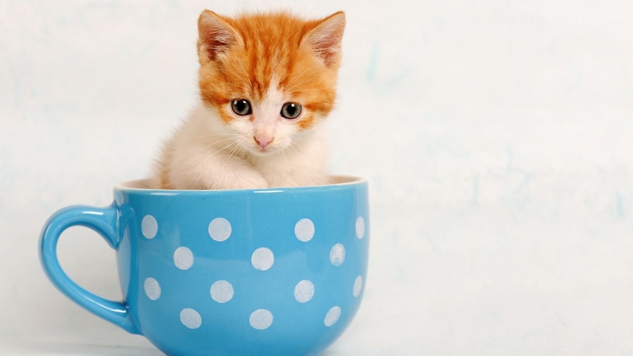 fincan içinde sevimli kedi