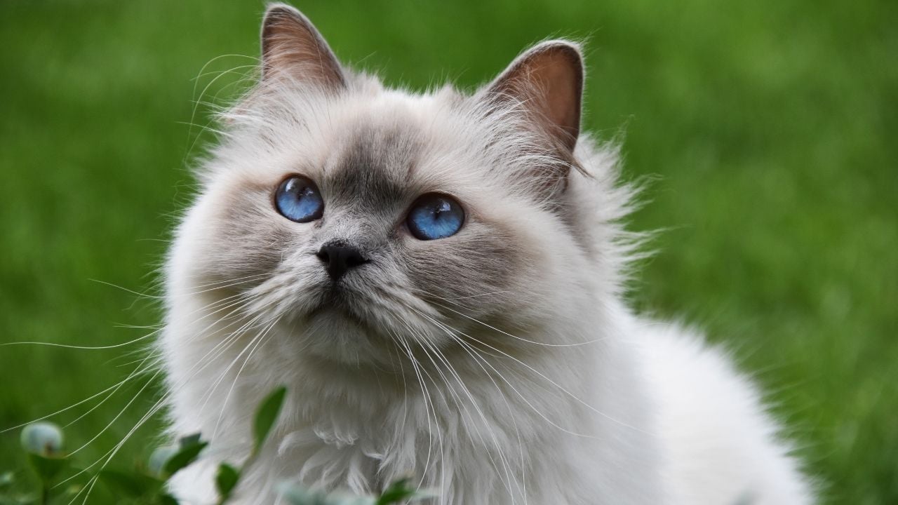 gri renkli kedi