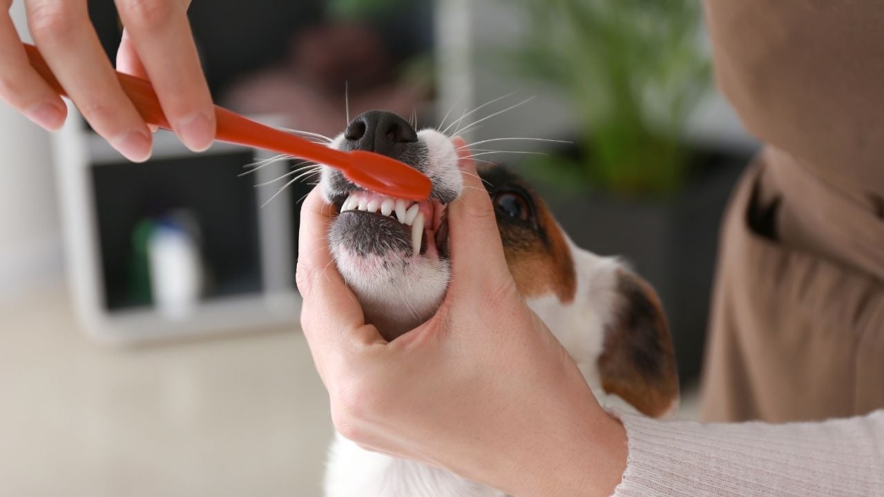 köpeğin dişleri fırçalanıyor