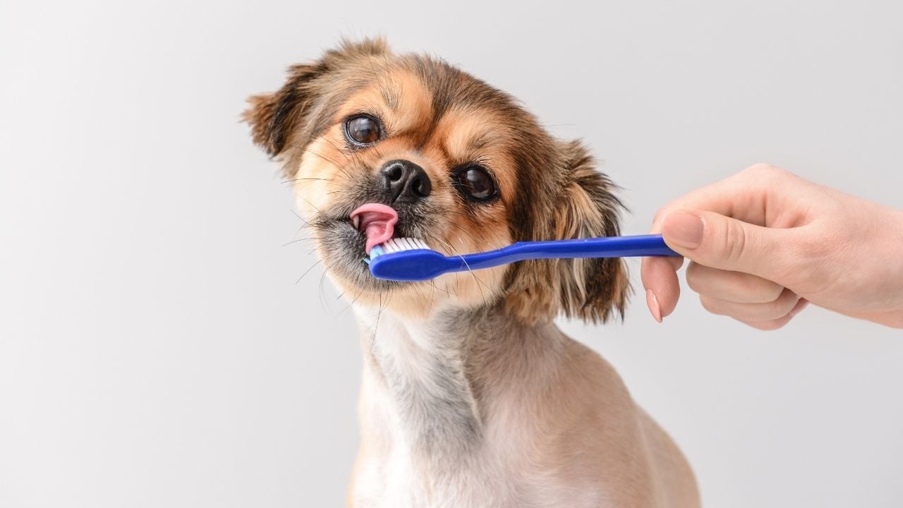 köpek diş fırçası yalıyor