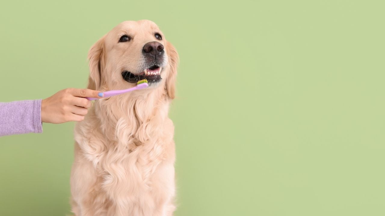 golden köpek ve diş fırçası