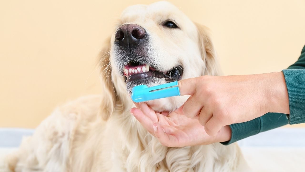 parmak köpek diş fırçası ve golden