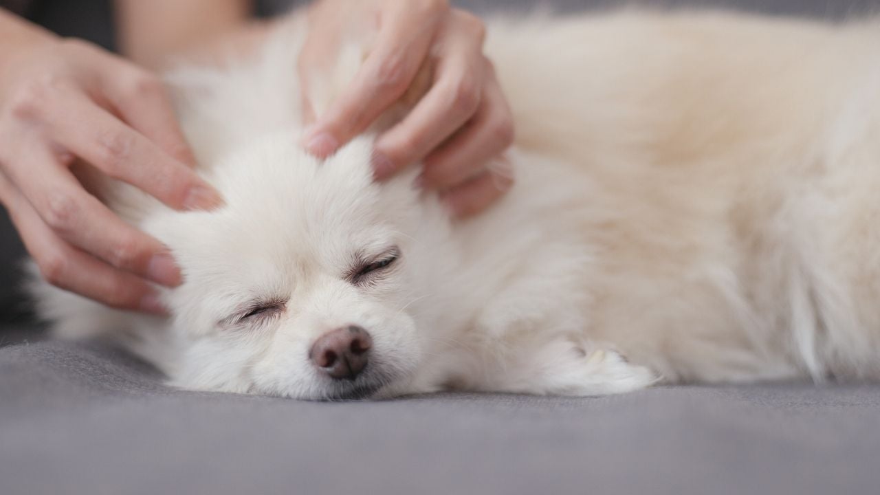 hasta bir köpek