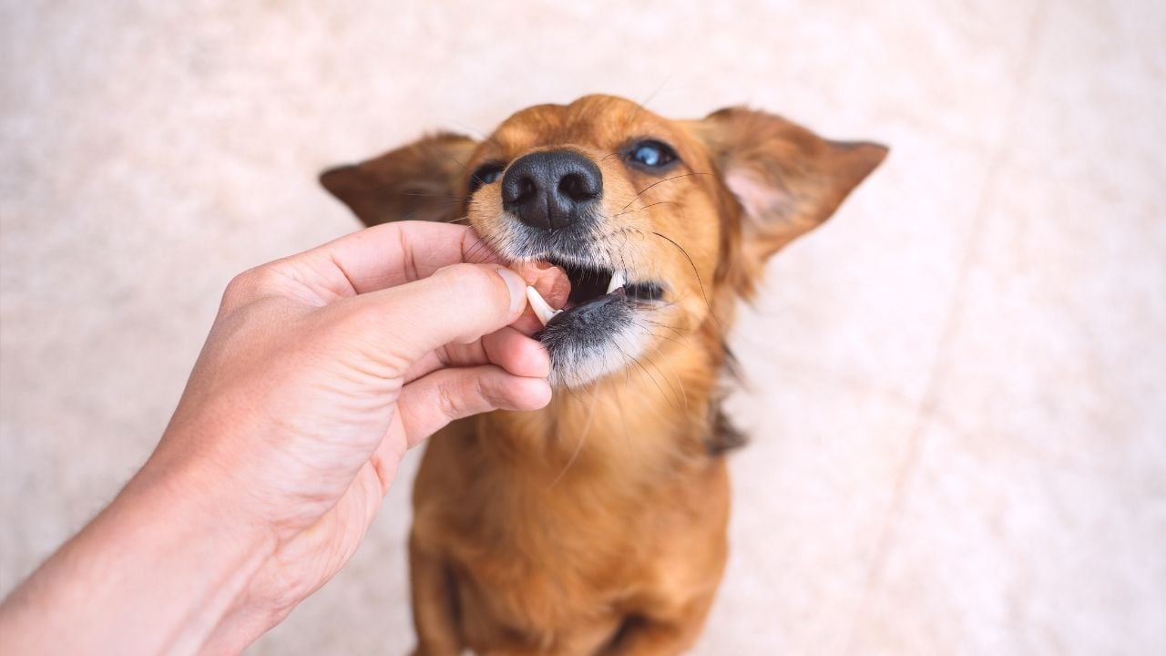 köpek mama yiyor