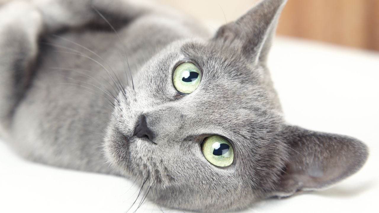 Russian Blue