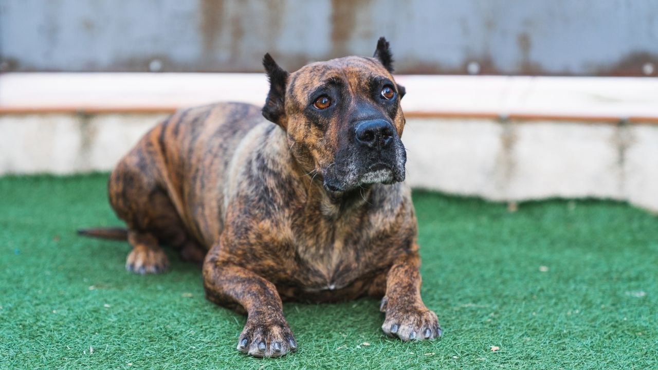 Presa Canario Köpeği
