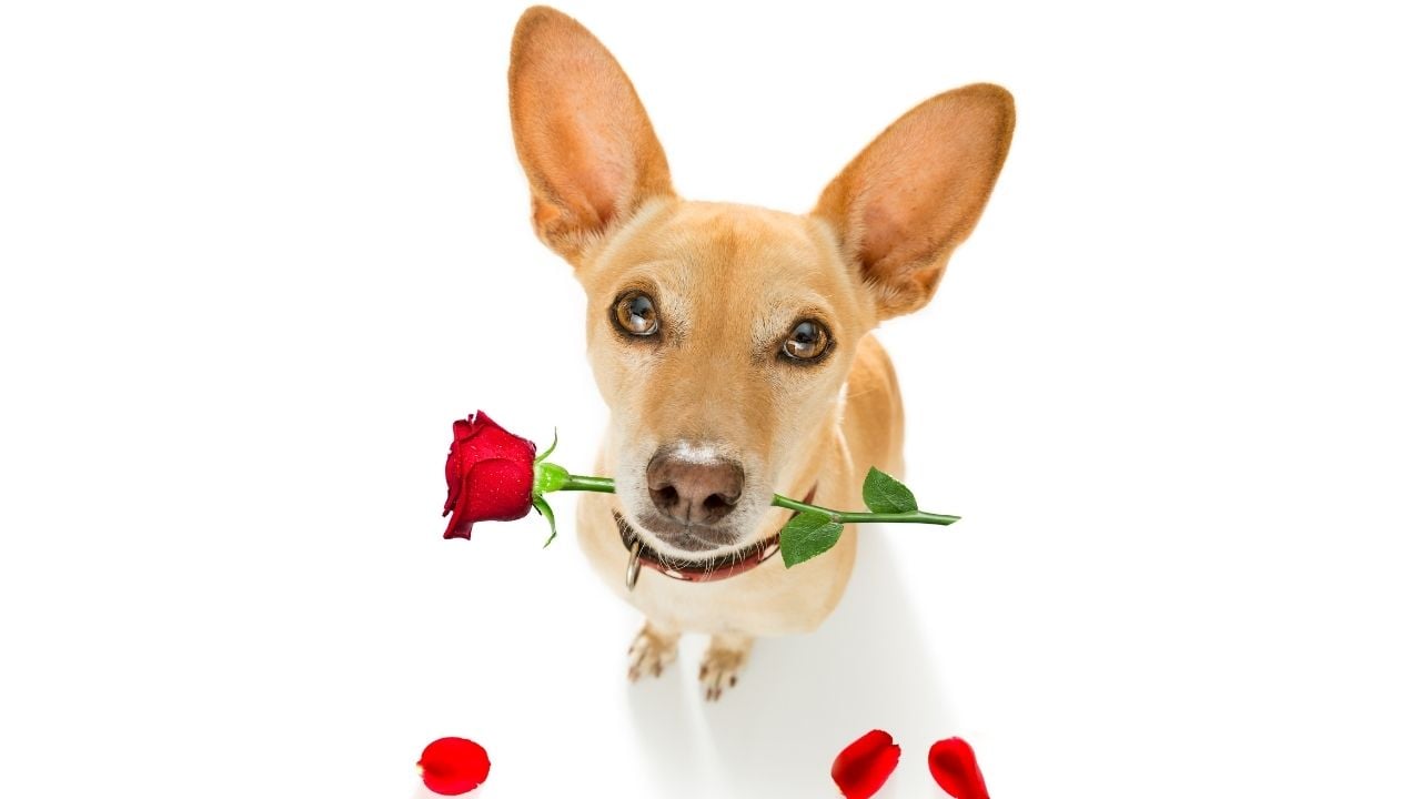 Podenco
