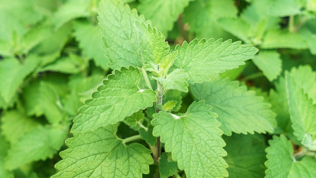 Nepeta cataria, kedi nanesi