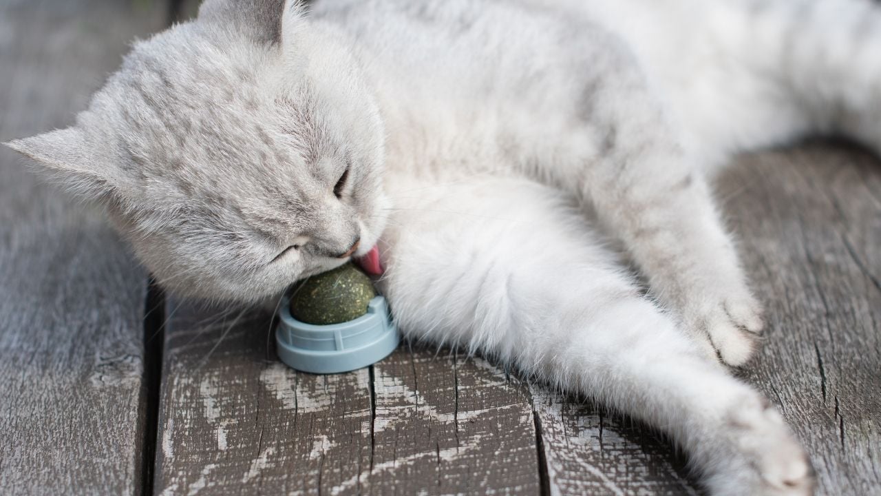 kedi nanesi topu yalayan kedi