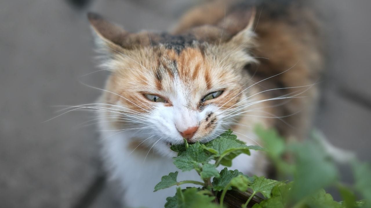 kedi nanesi yiyen bir tekir