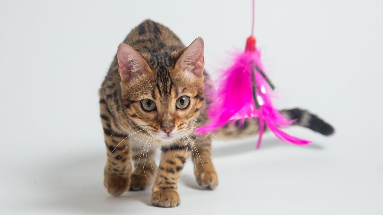oyun oynayan kedi