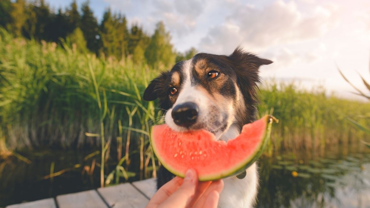 köpek karpuz dilimi yiyor