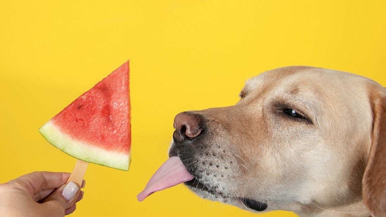 köpek ve karpuz